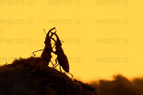 Two European stag beetle