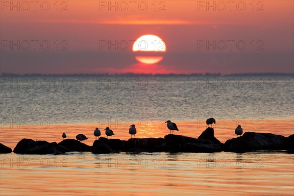 Flock of great black-backed gulls