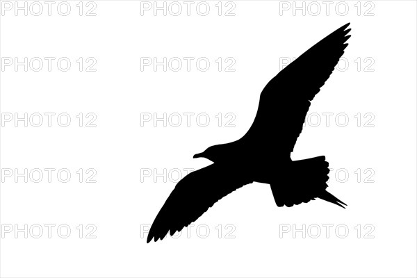 Silhouette of Arctic skua