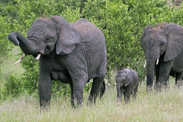 African bush elephant