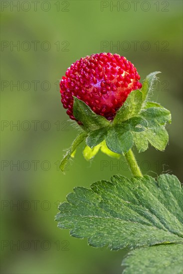 Mock strawberry