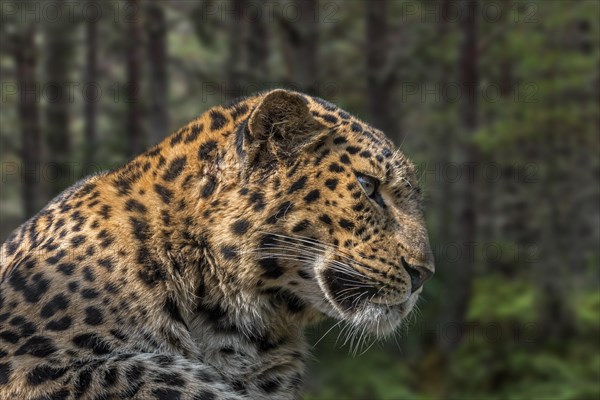 Amur leopard