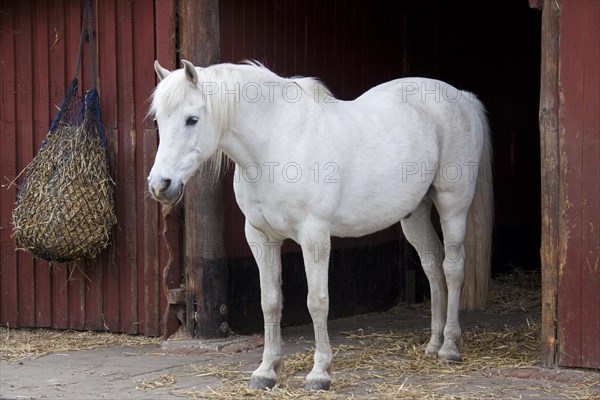 White horse