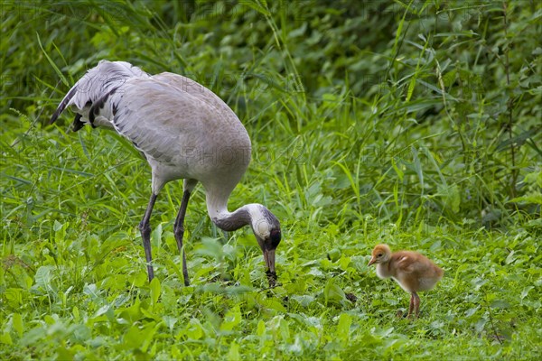 Eurasian Crane