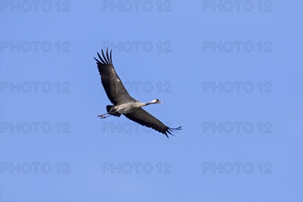 Migrating common crane