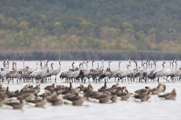 Flock of common cranes