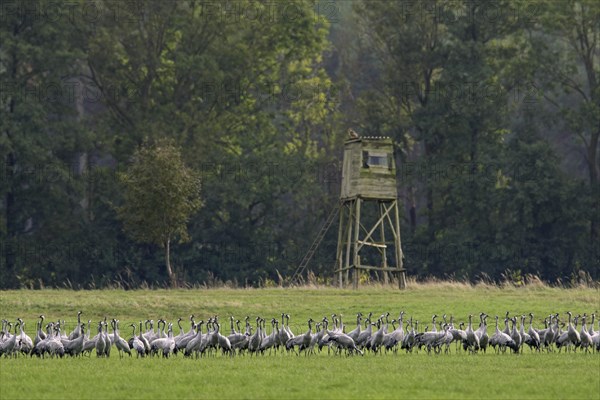 Flock of common cranes