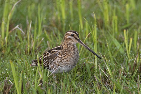 Common snipe