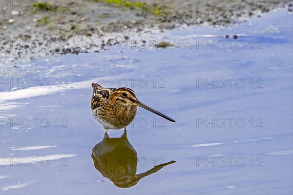 Common snipe