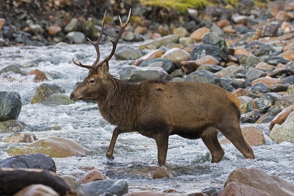 Red deer