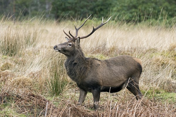 Red deer