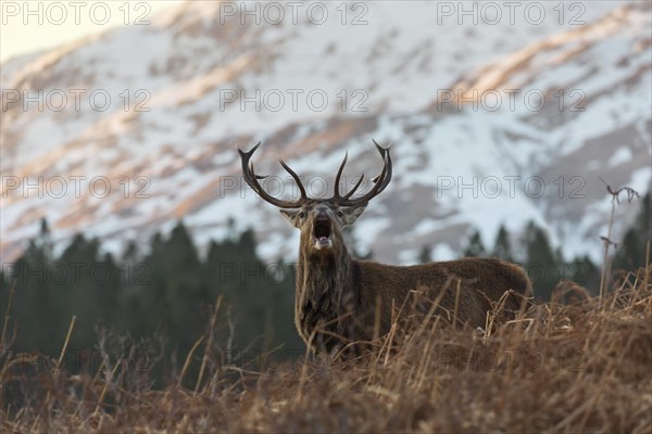 Red deer