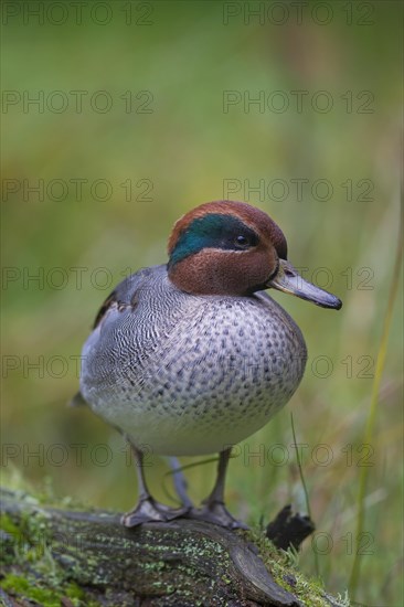 Eurasian teal