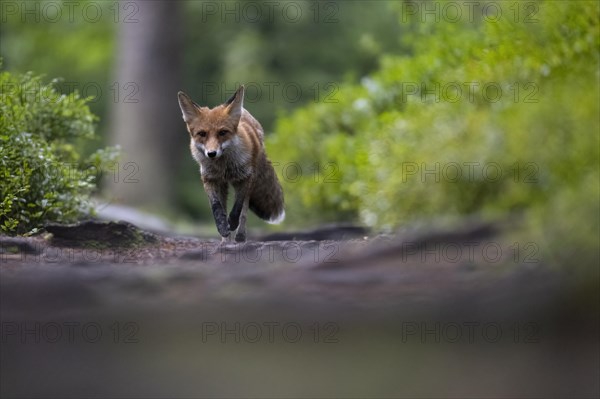 Red fox lured on a forest path with hare lament