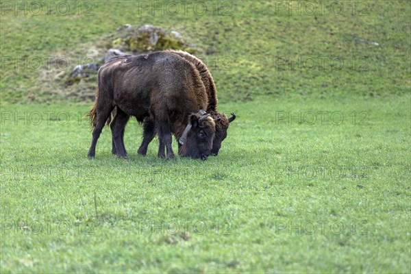 Wisent Thal project