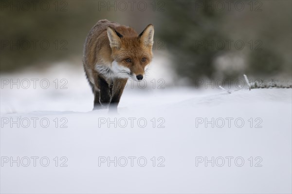 Red fox