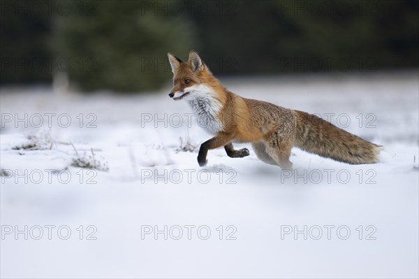 Red fox