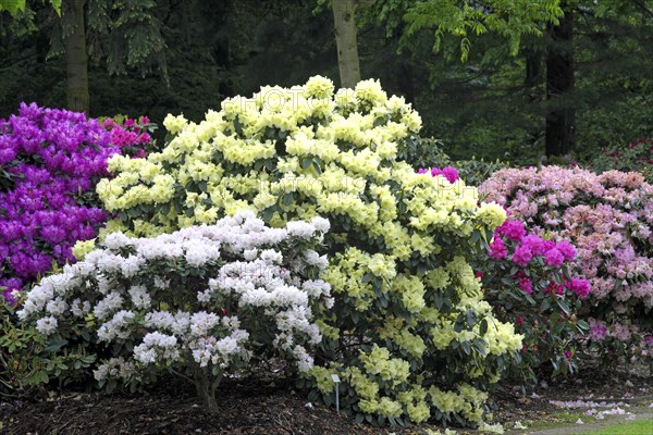 Rhododendron bushes in the Bremen Botanical Garden