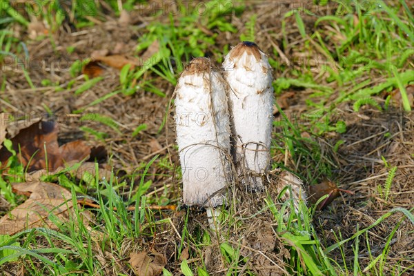 Stinkhorns