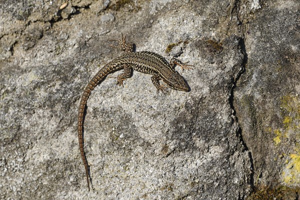 Common wall lizard