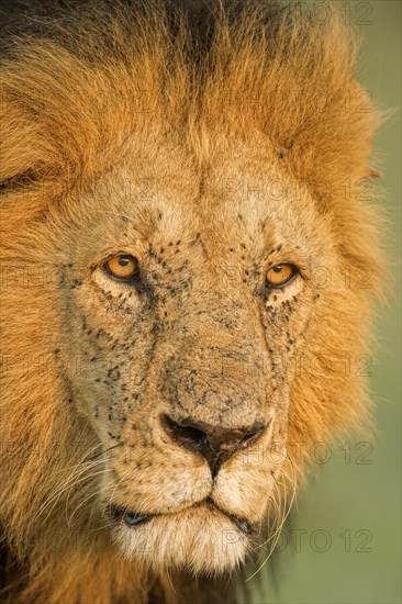Head shot of a male lion in Masai Mara