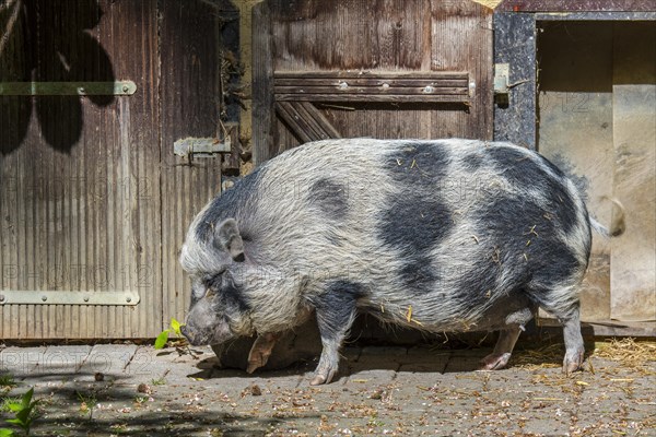 Miniature pig