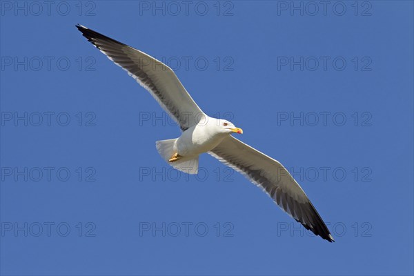 Lesser black-backed gull