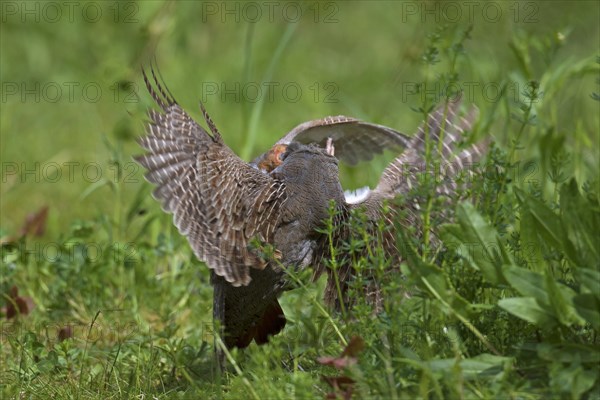 Two territorial male grey partridges