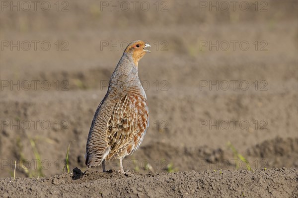 Grey partridge