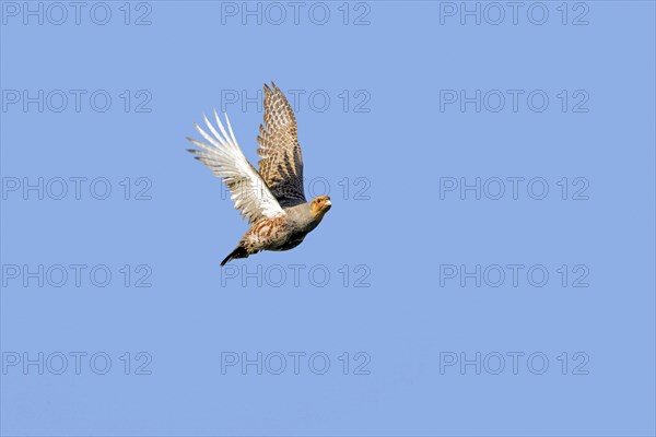 Grey partridge