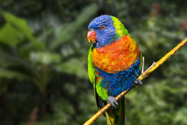 Rainbow lorikeet