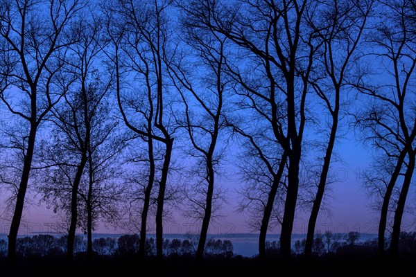 Poplars showing silhouettes of twisted tree trunks with bare branches along the Damme Canal at night in autumn at Damme