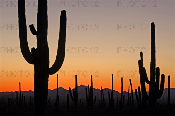 Saguaro