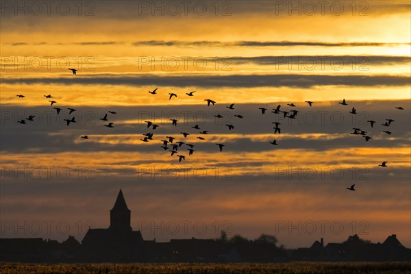 Flock of ducks silhouetted against sunset flying over field in winter in the Uitkerkse Polder nature reserve near Blankenberge