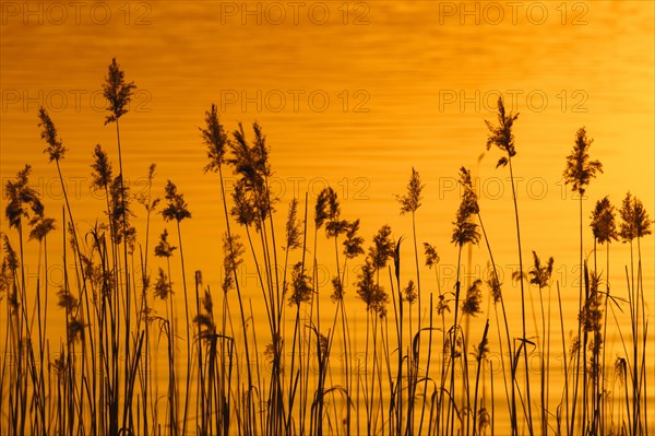 Panicles of common reed