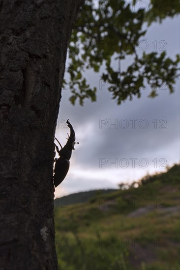 European stag beetle