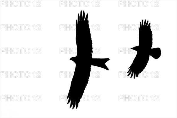 Silhouette of red kite