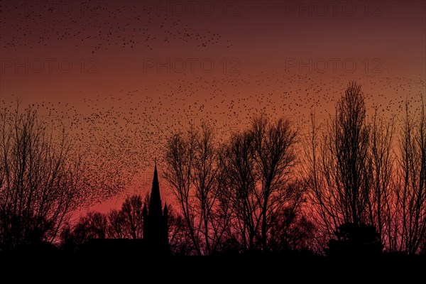 Silhouette of European starling