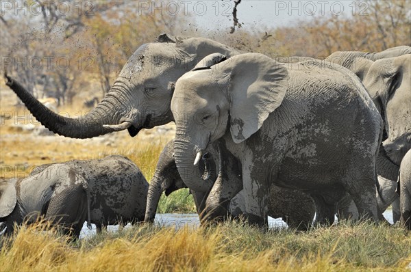 African Bush Elephant