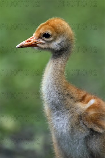 Common Crane