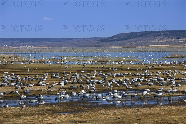 Flock of common cranes