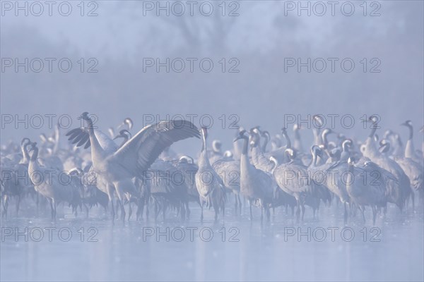 Flock of common cranes