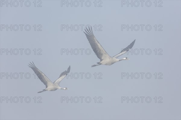 Two migrating common cranes