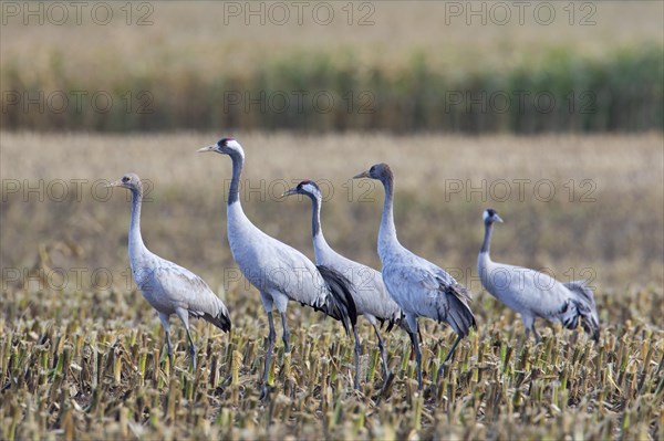 Flock of common cranes