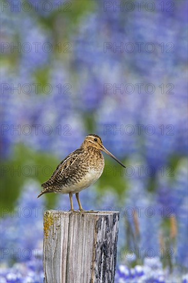 Common snipe