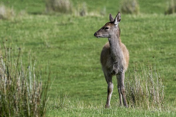 Young red deer