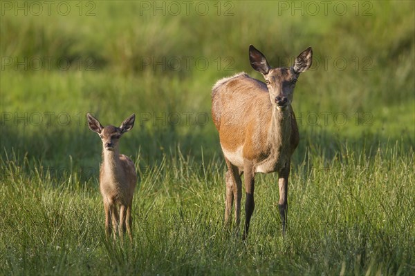 Red deer