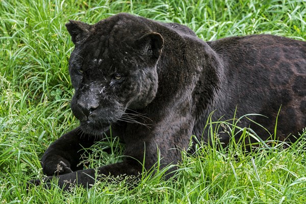 Close up portrait of black panther