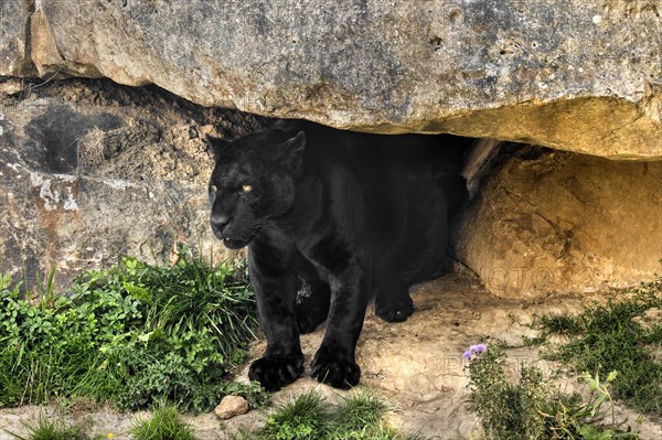 Melanistic jaguar