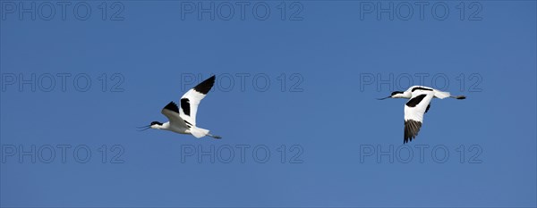 Dominant pied avocet